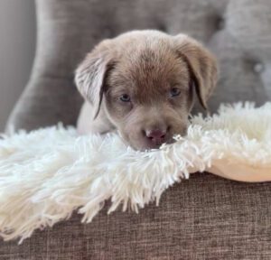 silver labrador puppies,charcoal Labrador