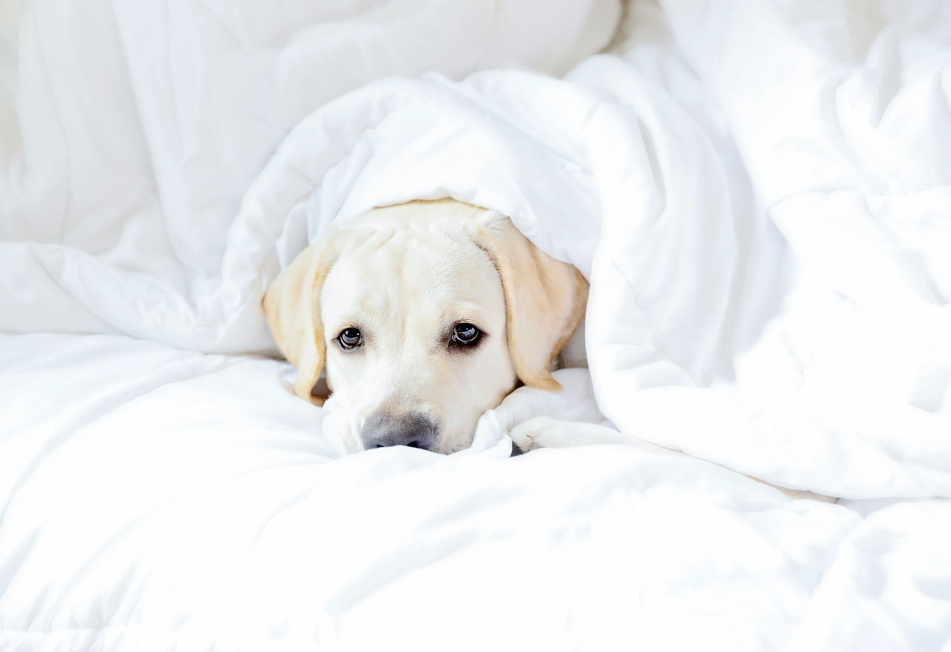 adult English Labrador