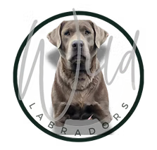 wild labrador icon
