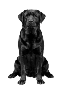 Silver English Labrador Puppies For Sale In Massachusetts