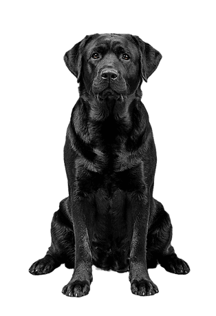Black Female