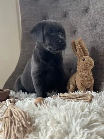 english labrador breeder