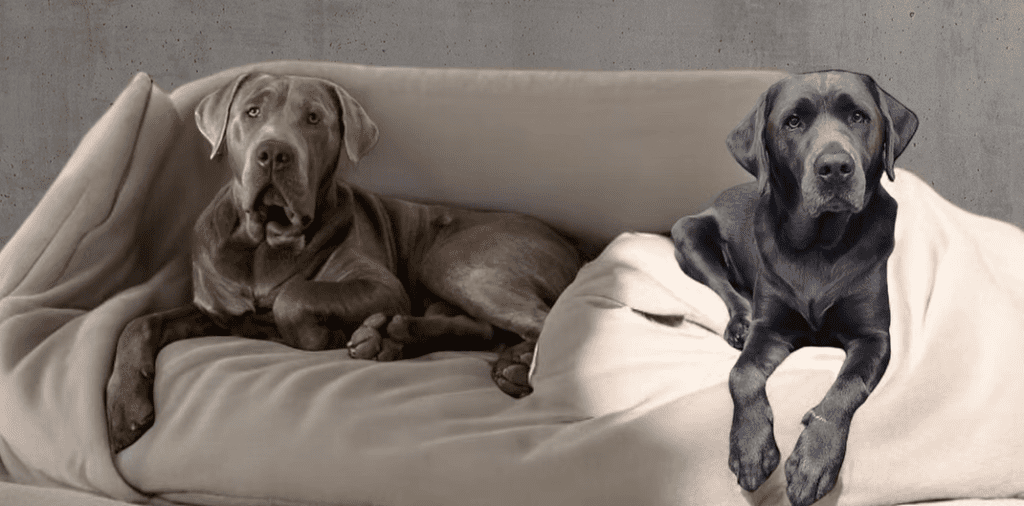 two dogs lying on a couch