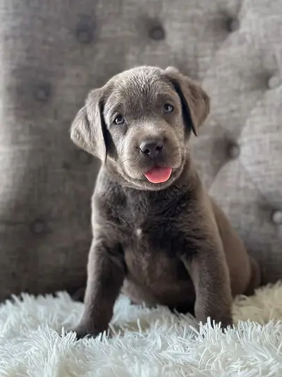 english labrador breeder