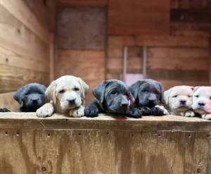 silver labrador puppies,charcoal Labrador