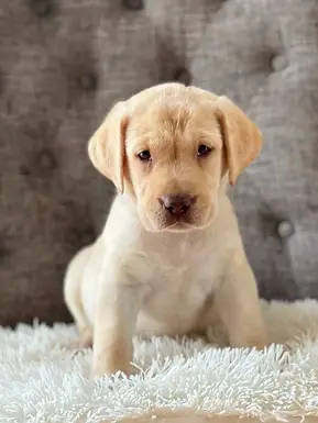 english labrador breeder