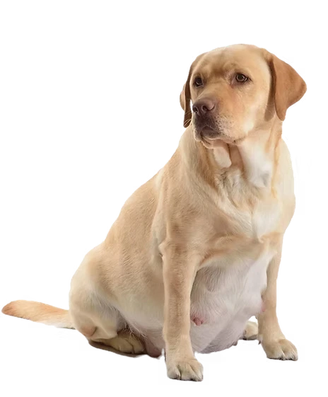 adult English Labrador