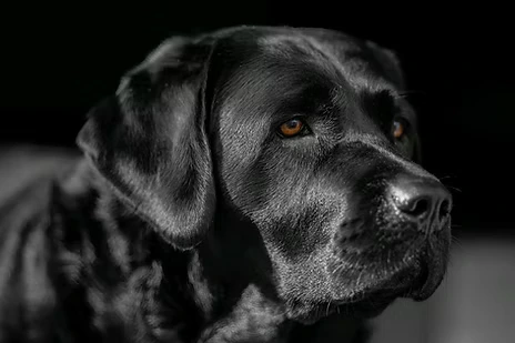 adult English Labrador