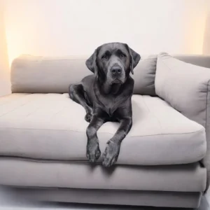 silver labrador puppies,charcoal Labrador