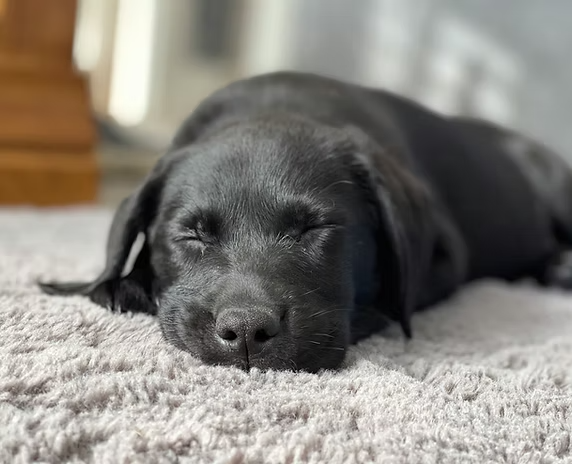 Raising a calm labrador puppy