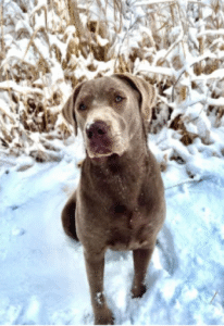 english labrador breeder