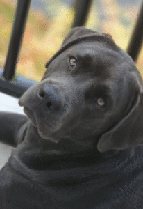 english labrador breeder