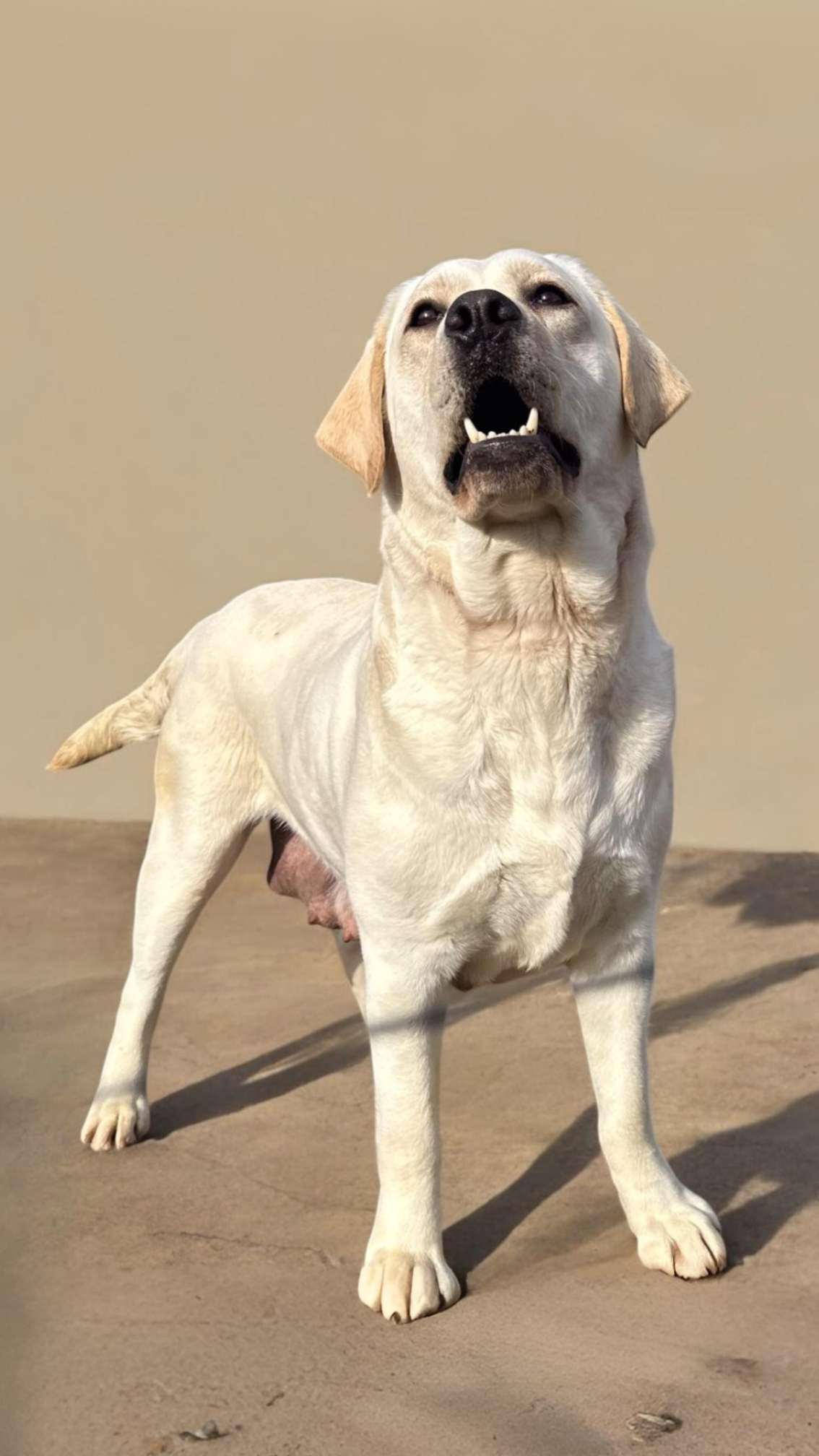 adult English Labrador