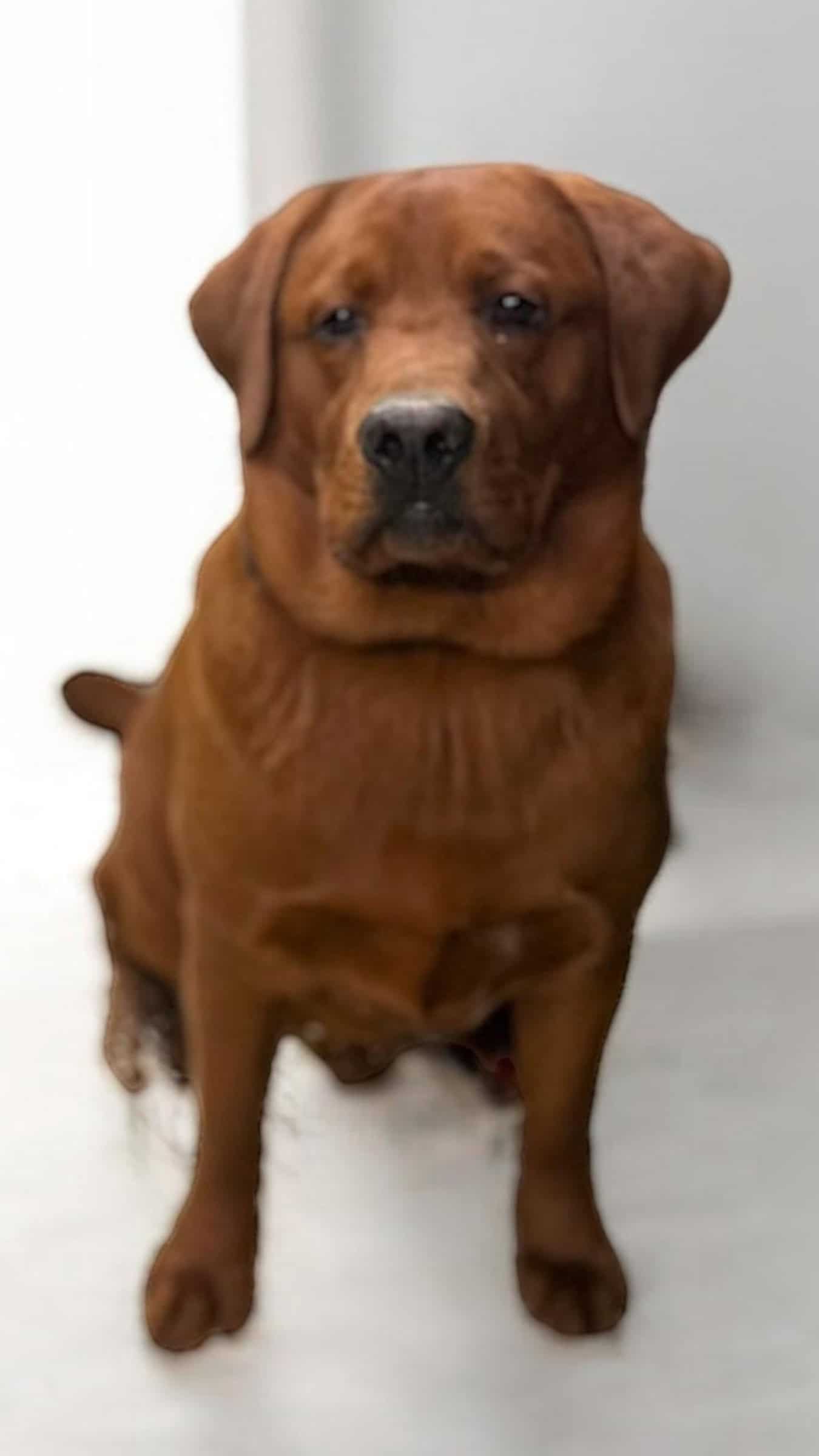 Cheeto