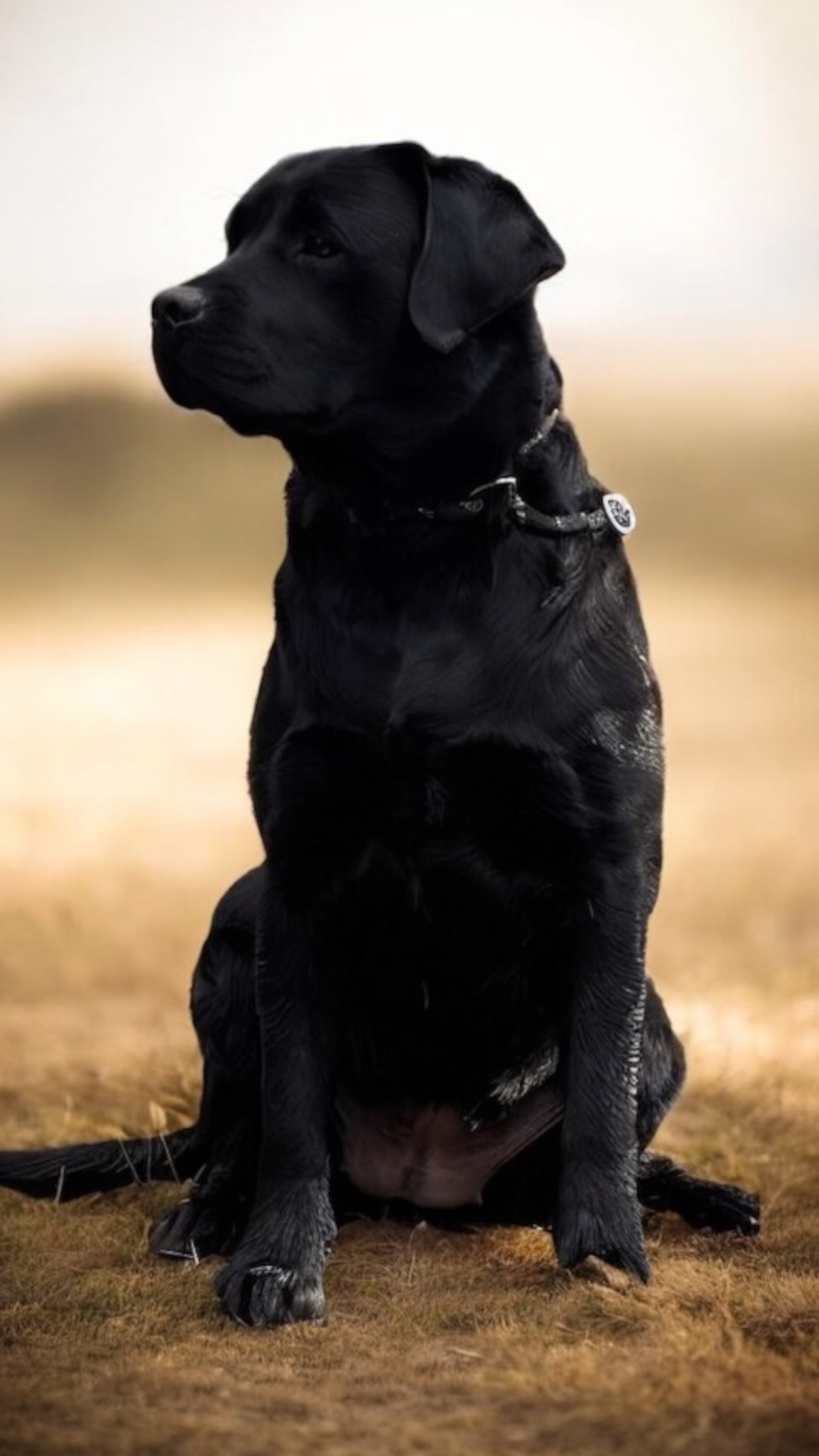 silver labrador puppies in massachusetts