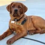 Fox red English Labrador Retriever female- bold, fun, non-dilute- Wild Labradors