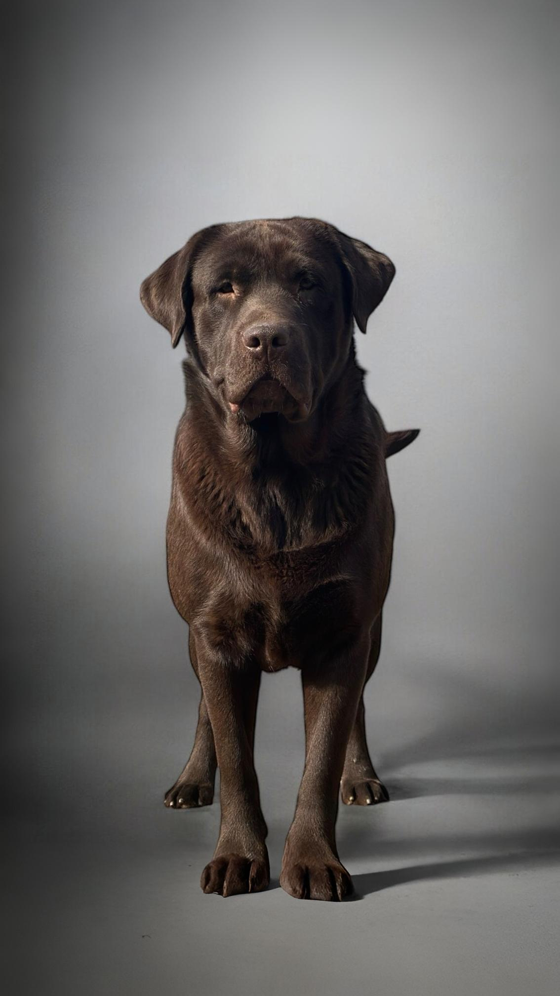 english labrador breeder