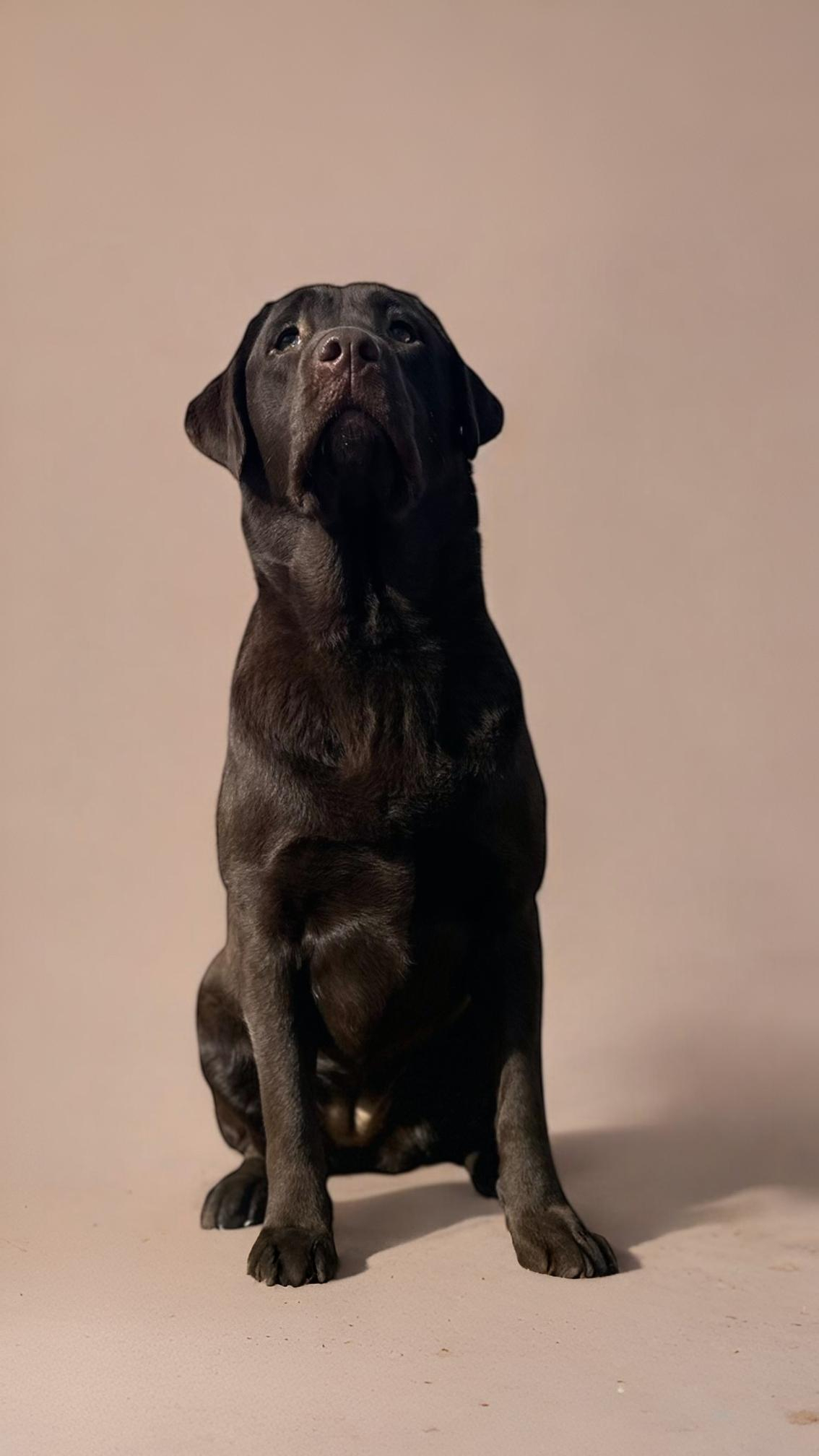adult English Labrador