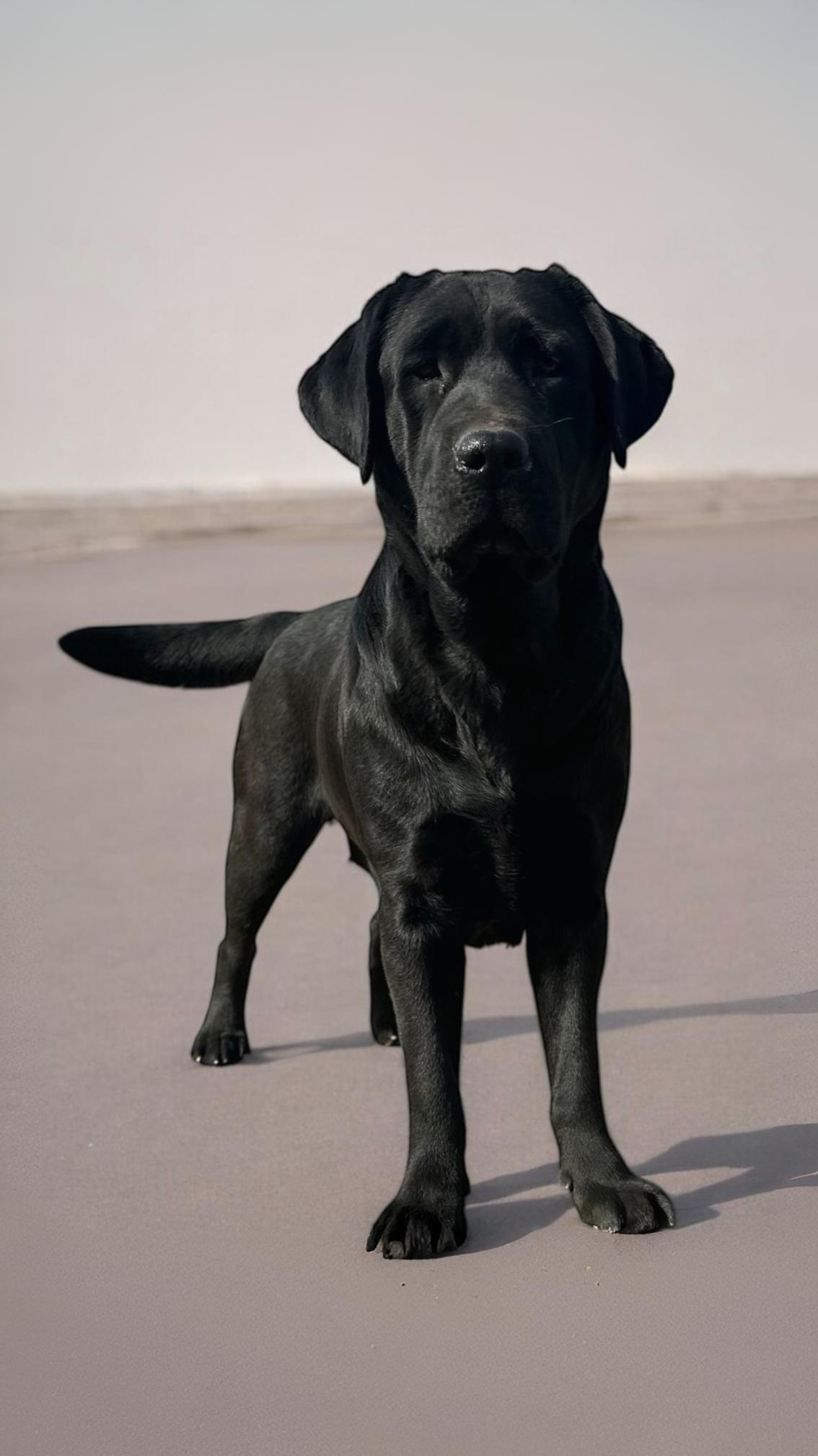 adult English Labrador