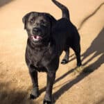 Charcoal English Labrador Retriever female – calm, quiet, dilute carrier – Wild Labradors