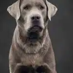 Silver English Labrador Retriever stud - calm, loyal, dilute - Wild Labradors