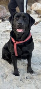 English Labrador