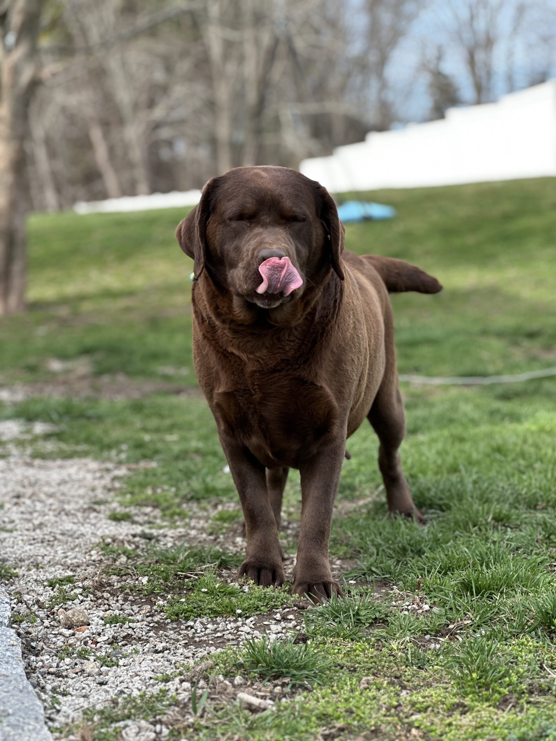 adult English Labrador