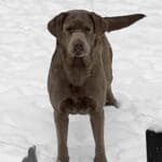 Silver English Labrador Retriever female - calm, nurturing, dilute - Wild Labradors