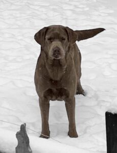 Silver English Labrador Retriever female - calm, nurturing, dilute - Wild Labradors