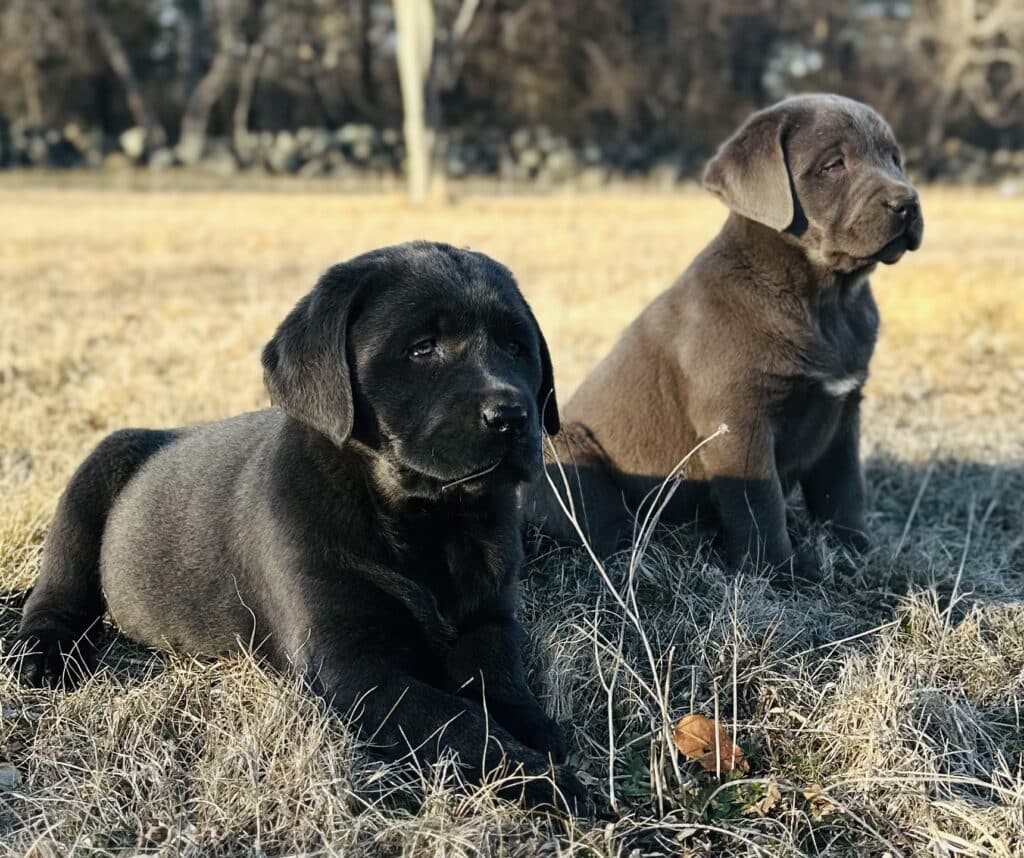 adult English Labrador