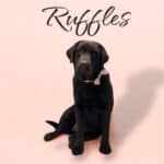 English Labrador Retriever female with chocolate coat, playful and affectionate