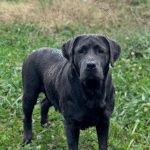 Charcoal English Labrador Retriever female - sweet, intuitive, dilute carrier - Wild Labradors