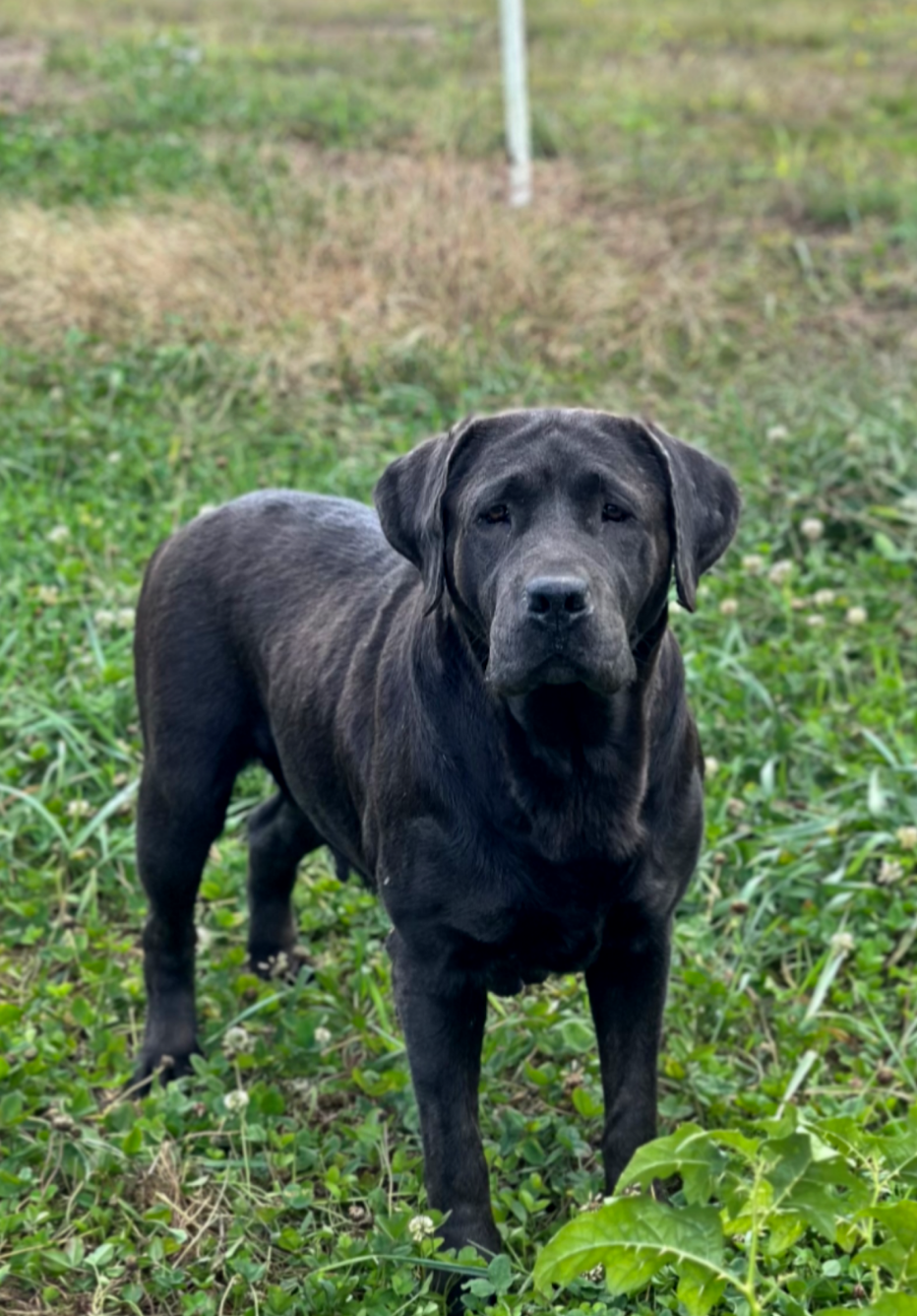 silver labrador puppies in massachusetts