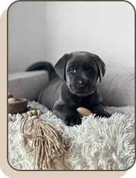 Newborn puppies cuddled together