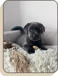 Newborn puppies cuddled together