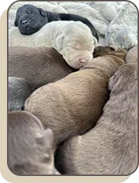 Newborn puppies cuddled together