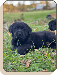 Newborn puppies cuddled together