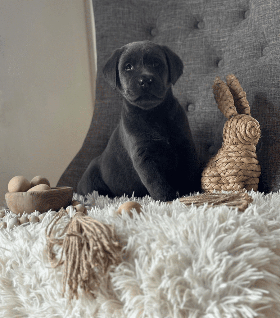 How We Raise Your Labrador Puppy