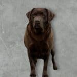 Dark-coated chocolate Labrador female with calm English build
