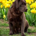 Mallory, blocky chocolate English Lab dam with affectionate temperament
