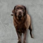 Chocolate English Labrador Retriever female - spirited, affectionate, dilute carrier - Wild Labradors