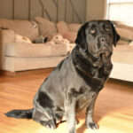 Black Labrador Retriever sitting indoors on wooden floor in Massachusetts, USA.