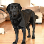 Black Labrador Retriever puppy indoors in Massachusetts home.