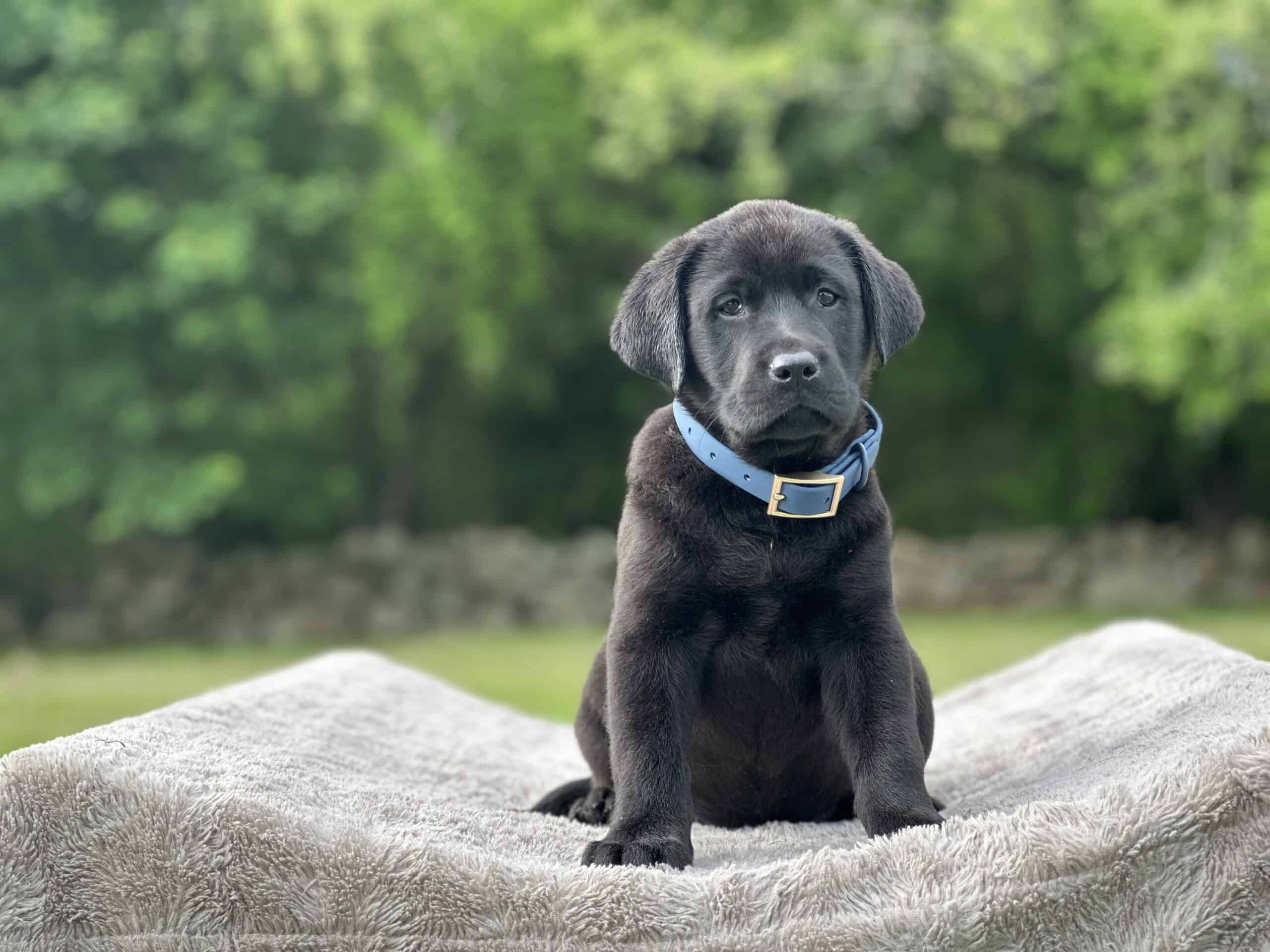 Bougies Black Male- Blue Collar