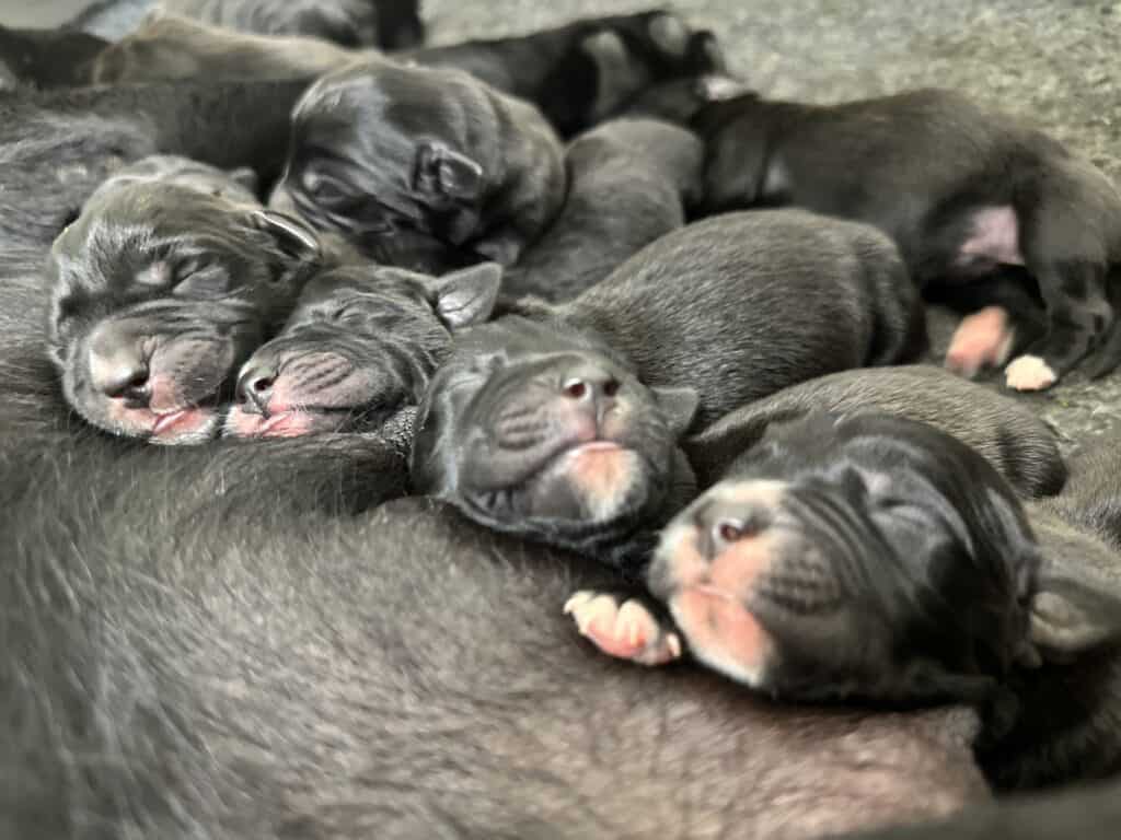 english labrador