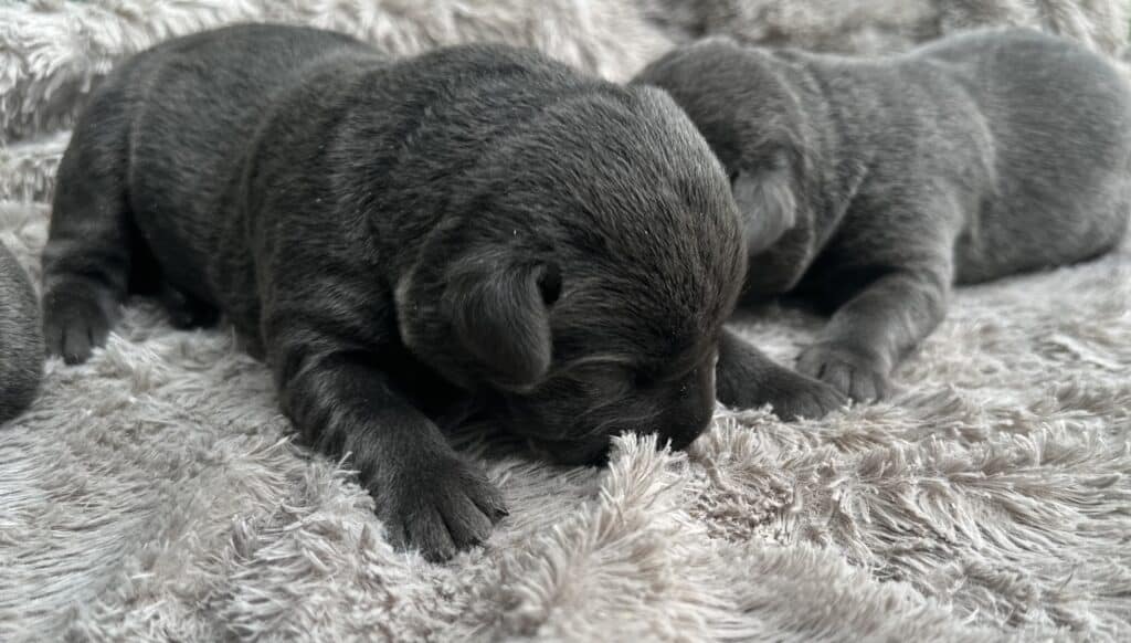 Vega | Charcoal Female– Pick 1 of 3 (Ready July 26th)