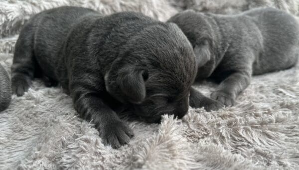 Charcoal Labrador Retriever Puppy looking for its mom