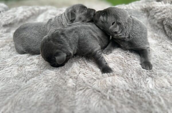 Litter of charcoal lab puppies snuggling on a blanket