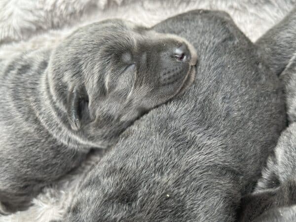 Charcoal labrador puppy sleeping on a blanket at wild labradors