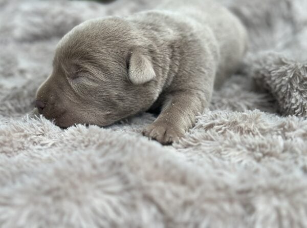 Silver lab puppy